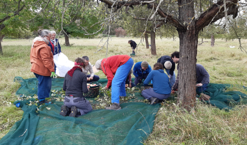 Die Hauptamtlichen der DAV Sektion Berlin beim Apfel-Ernteeinsatz 2025